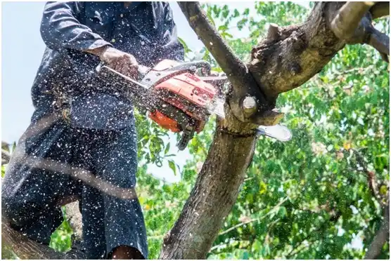 tree services Hickory Hills